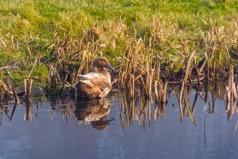 Ducks in pond Stock Photos