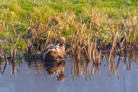 Ducks in pond Stock Photos