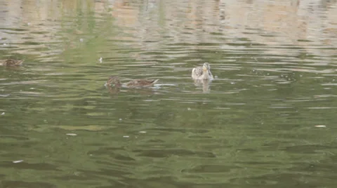 Ducks in the pond. Pond Ducks. Ducks resting in a pond Stock Footage 39727535