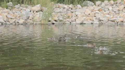 Ducks in the pond. Pond Ducks. Ducks resting in a pond Stock Footage 39727653