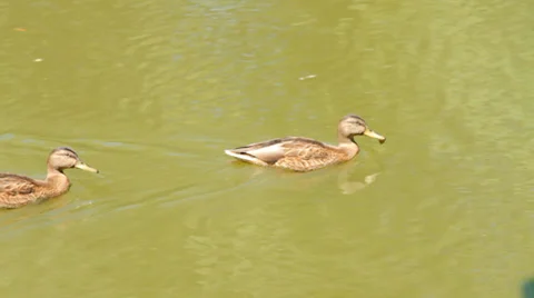 Ducks in the pond. Pond Ducks. Ducks resting in a pond Stock Footage 39863783