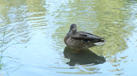 Ducks in the pond. Pond Ducks. Ducks resting in a pond Stock Footage 39863799