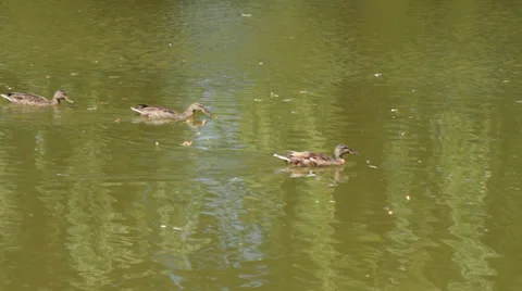 Ducks in the pond. Pond Ducks. Ducks resting in a pond Stock Footage 39863820