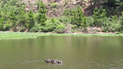 Ducks in the pond. Pond Ducks. Ducks resting in a pond Stock Footage 52373695