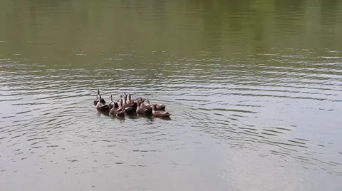 Ducks in the pond. Pond Ducks. Ducks resting in a pond Stock Footage 52375050