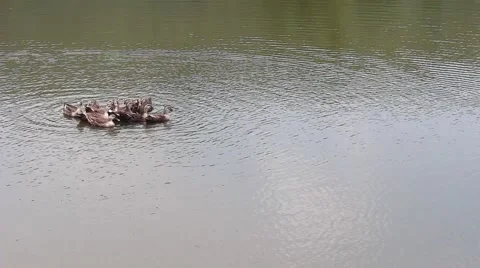 Ducks in the pond. Pond Ducks. Ducks resting in a pond Stock Footage 52375802