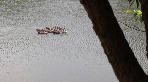 Ducks in the pond. Pond Ducks. Ducks resting in a pond Stock Footage 52375931