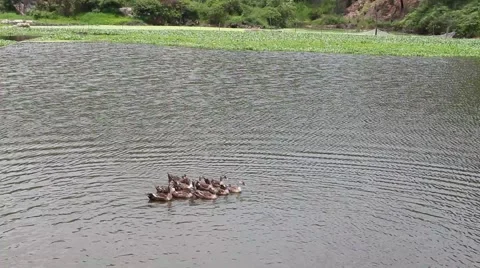 Ducks in the pond. Pond Ducks. Ducks resting in a pond Stock Footage 52375980