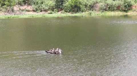 Ducks in the pond. Pond Ducks. Ducks resting in a pond Stock Footage 52376137
