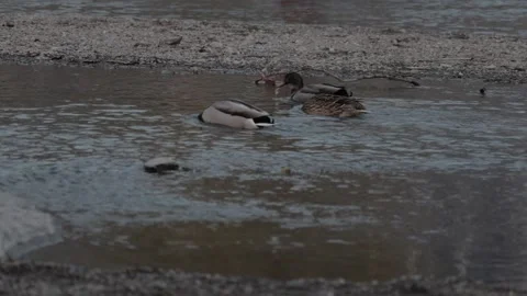 Ducks on the pond putting head under water Stock Footage 157809826