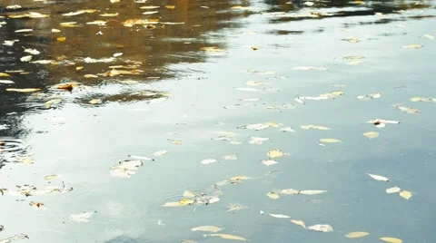 Ducks at pond with reflections on water and autumnal leaves floating Vidéo 68082554