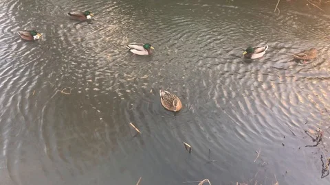 Ducks on pond with ripples 4k 库存影片 85516494