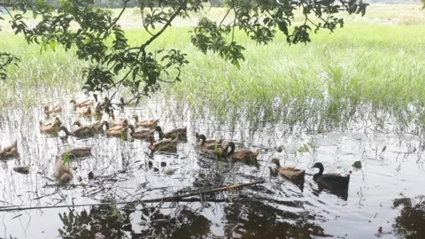 Ducks in  a pond in a rural area 库存影片 331065411