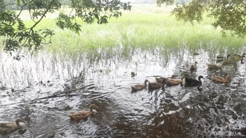 Ducks in a pond in rural area Stockbeeldmateriaal 331065415