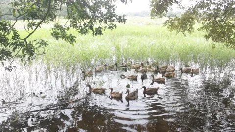 Ducks in a pond  in rural area Stock Footage 331065477