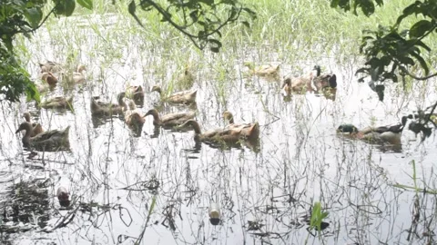 Ducks  in a pond in a rural area Stock Footage 331065480