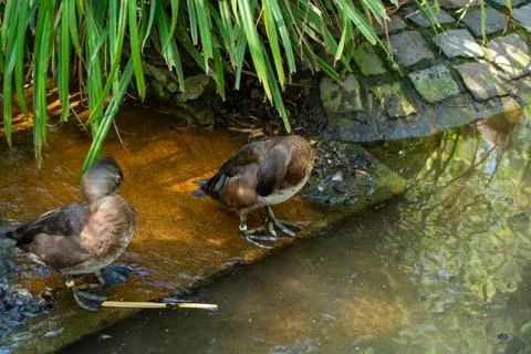 Ducks by the pond in a serene setting Foto stock