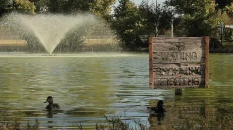 Ducks on Pond with Sign Low Angle Stock Footage 12547819