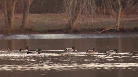 Ducks on a pond slow Stockbeeldmateriaal 84991746