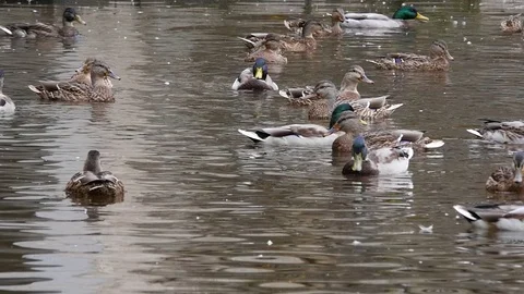 Ducks in the pond. slow motion Stock Footage