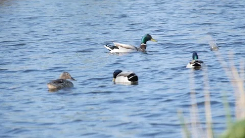 Ducks on pond. Slow motion. Video stock 88321506