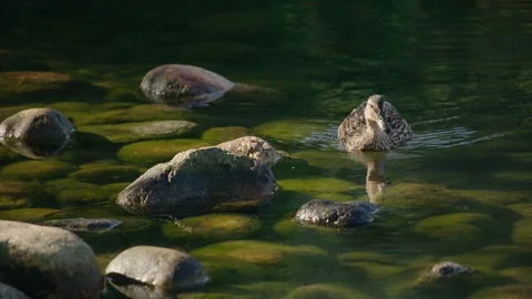 Ducks in a pond, slowmotion 動画素材 121921564