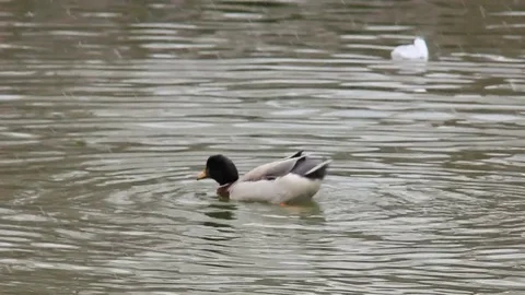 Ducks on pond in snow Stock Footage 81453215