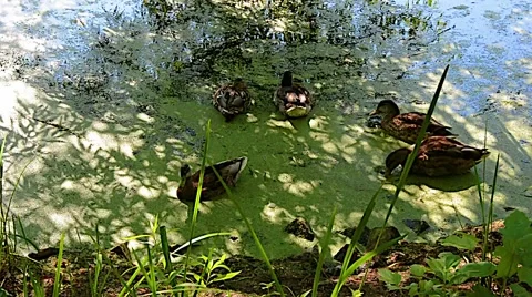 Ducks Pond summer 01svv Stock Footage 47004402