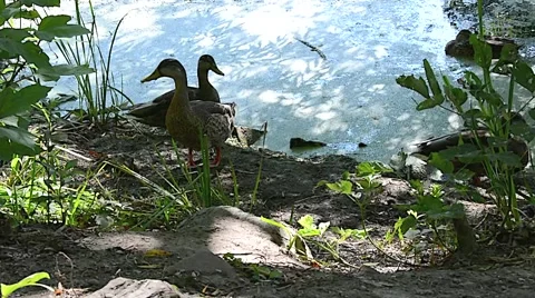 Ducks Pond summer 05svv Stock Footage 47004439