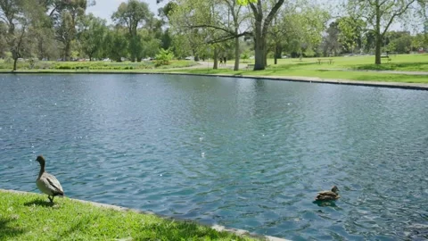 Ducks on pond in summer 4k Stock Footage 282633796