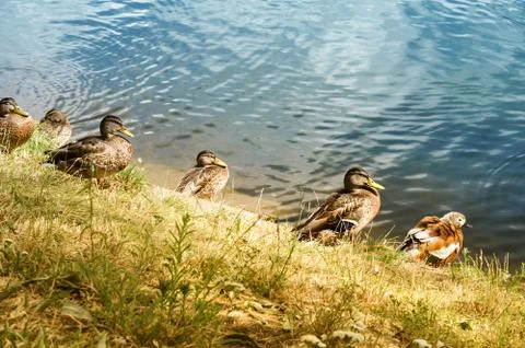 Ducks on the pond in summer 写真素材