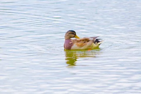 Ducks on the pond in summer Stock Photos