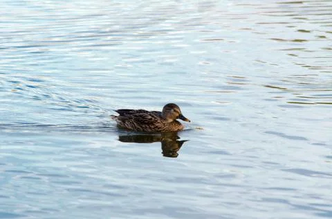 Ducks on the pond in summer Foto stock