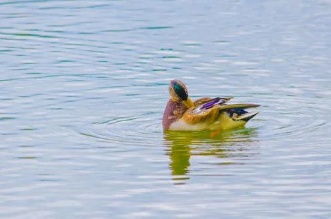 Ducks on the pond in summer Stock Photos