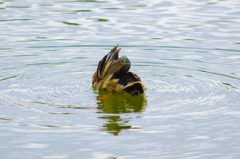 Ducks on the pond in summer Foto stock