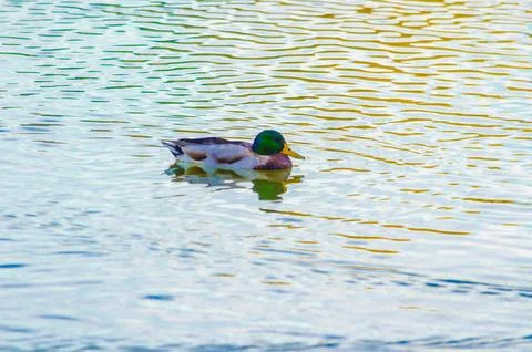 Ducks on the pond in summer Stock Photos