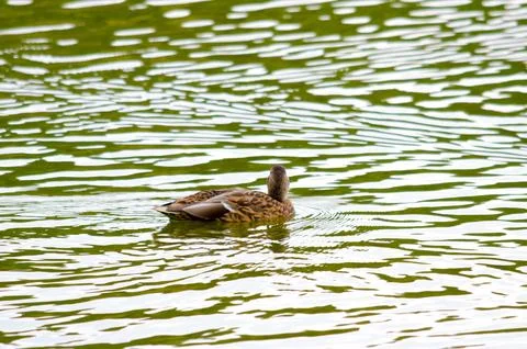 Ducks on the pond in summer Stock Photos