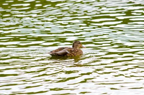 Ducks on the pond in summer Stock Photos