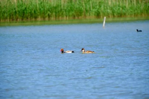 Ducks on a pond in the summer time Stock Photos