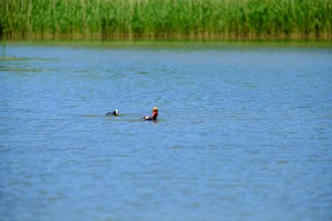 Ducks on a pond in the summer time Stock Photos