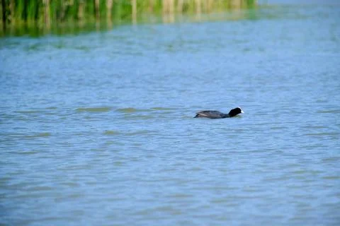 Ducks on a pond in the summer time Stock Photos