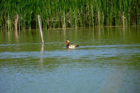 Ducks on a pond in the summer time Stock Photos