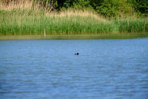 Ducks on a pond in the summer time Stock Photos
