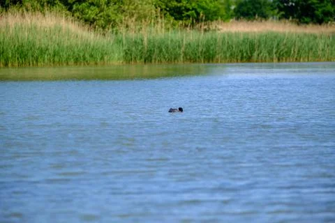Ducks on a pond in the summer time Stock Photos
