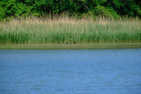 Ducks on a pond in the summer time Stock Photos