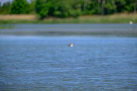 Ducks on a pond in the summer time Stock Photos