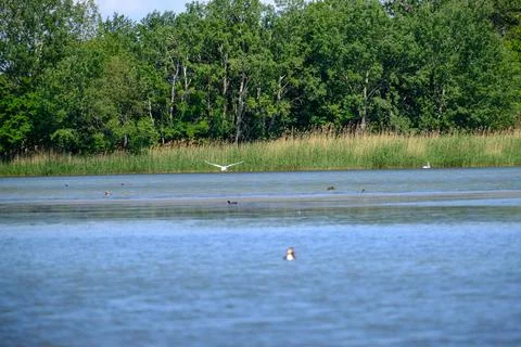 Ducks on a pond in the summer time Stock Photos