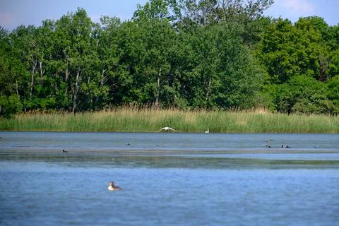Ducks on a pond in the summer time Stock Photos