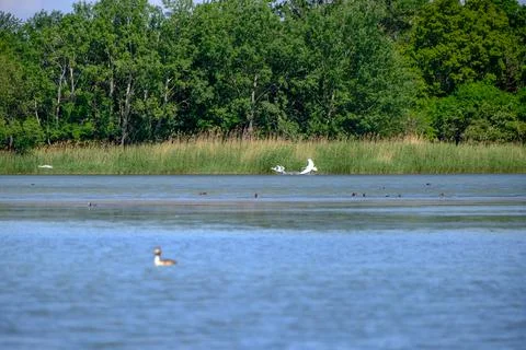 Ducks on a pond in the summer time Stock Photos