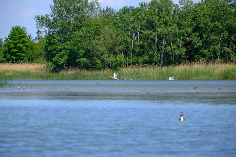 Ducks on a pond in the summer time Stock Photos